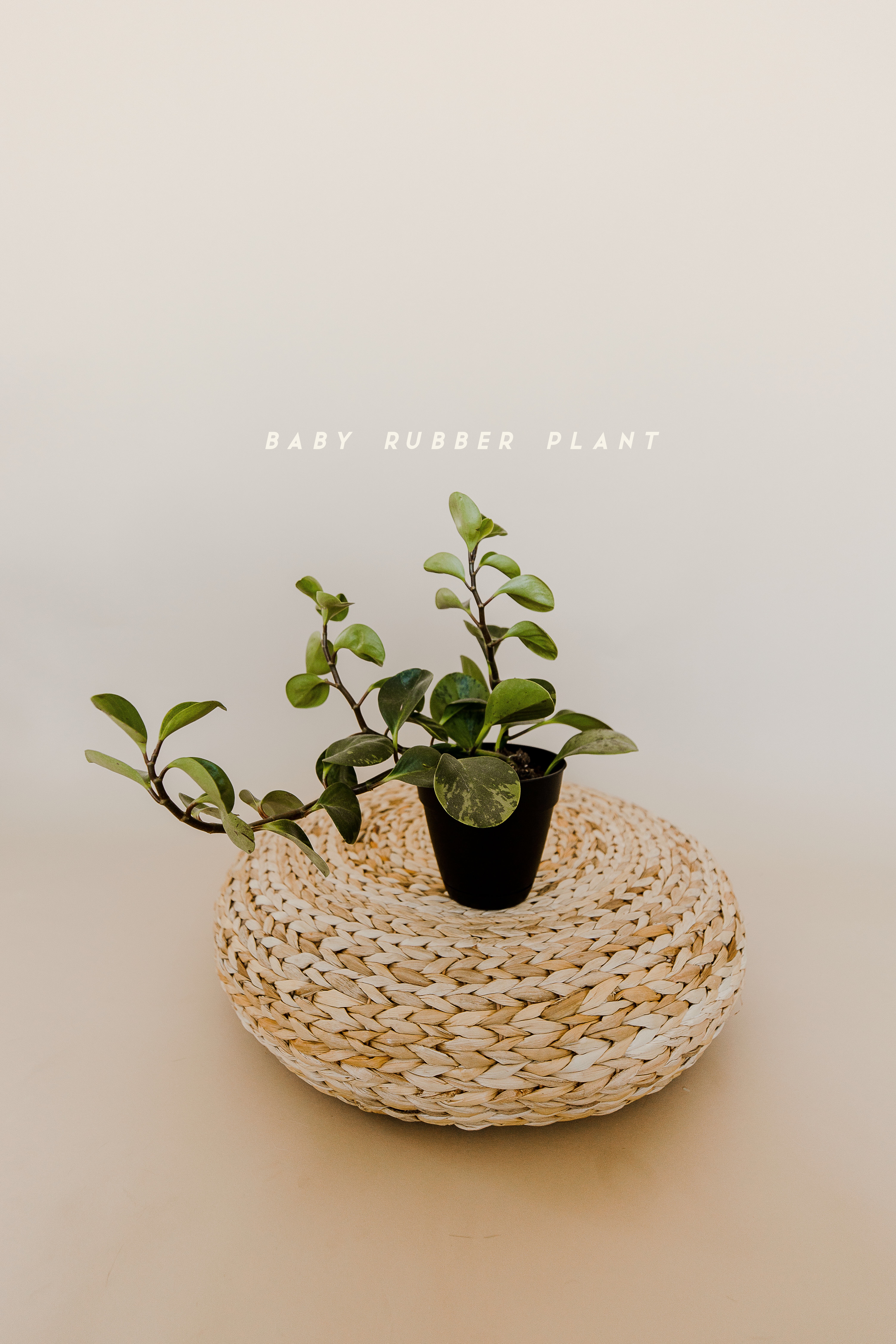 tropical house plant baby rubber tree