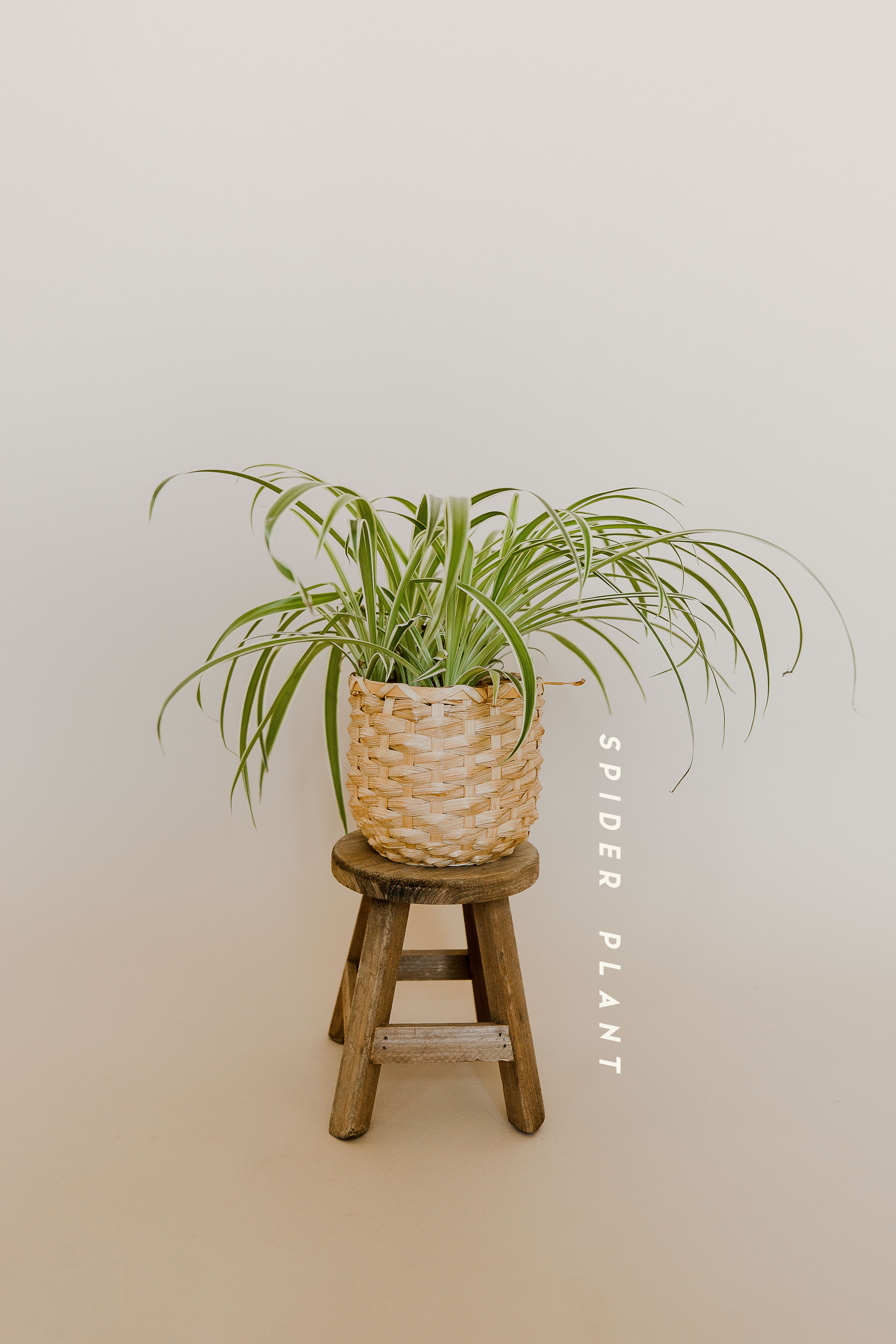 tropical house plant spider plant