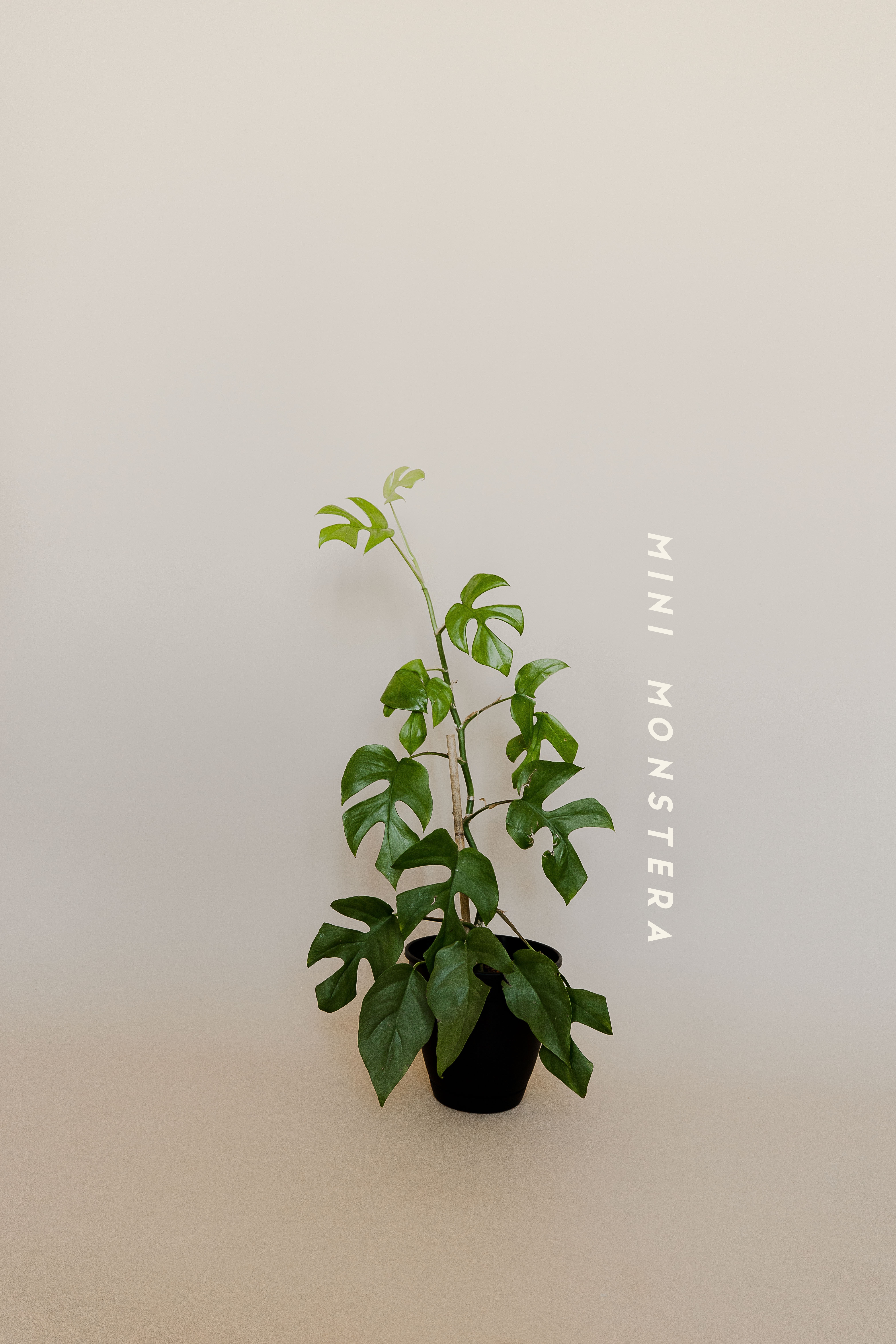 tropical house plant mini monstera