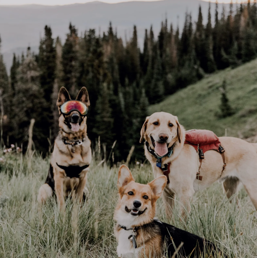 photo of three dogs posing in front of trees and mountains near guardsman's pass in park city, utah. michael from park city mountain dogs takes a picture of three dogs. one of the funnest things to do in utah is hiking with your dogs.