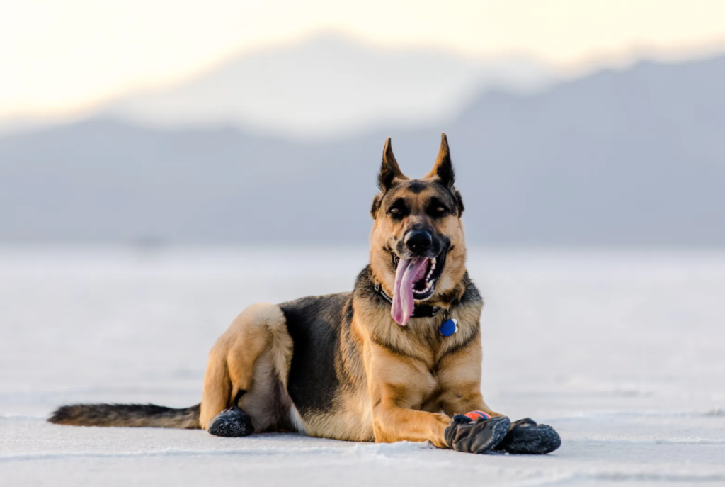 photo of a dog hanging out in the bonneville salt flats. one of the funnest things to do in utah is taking your dog to the bonneville speedway!