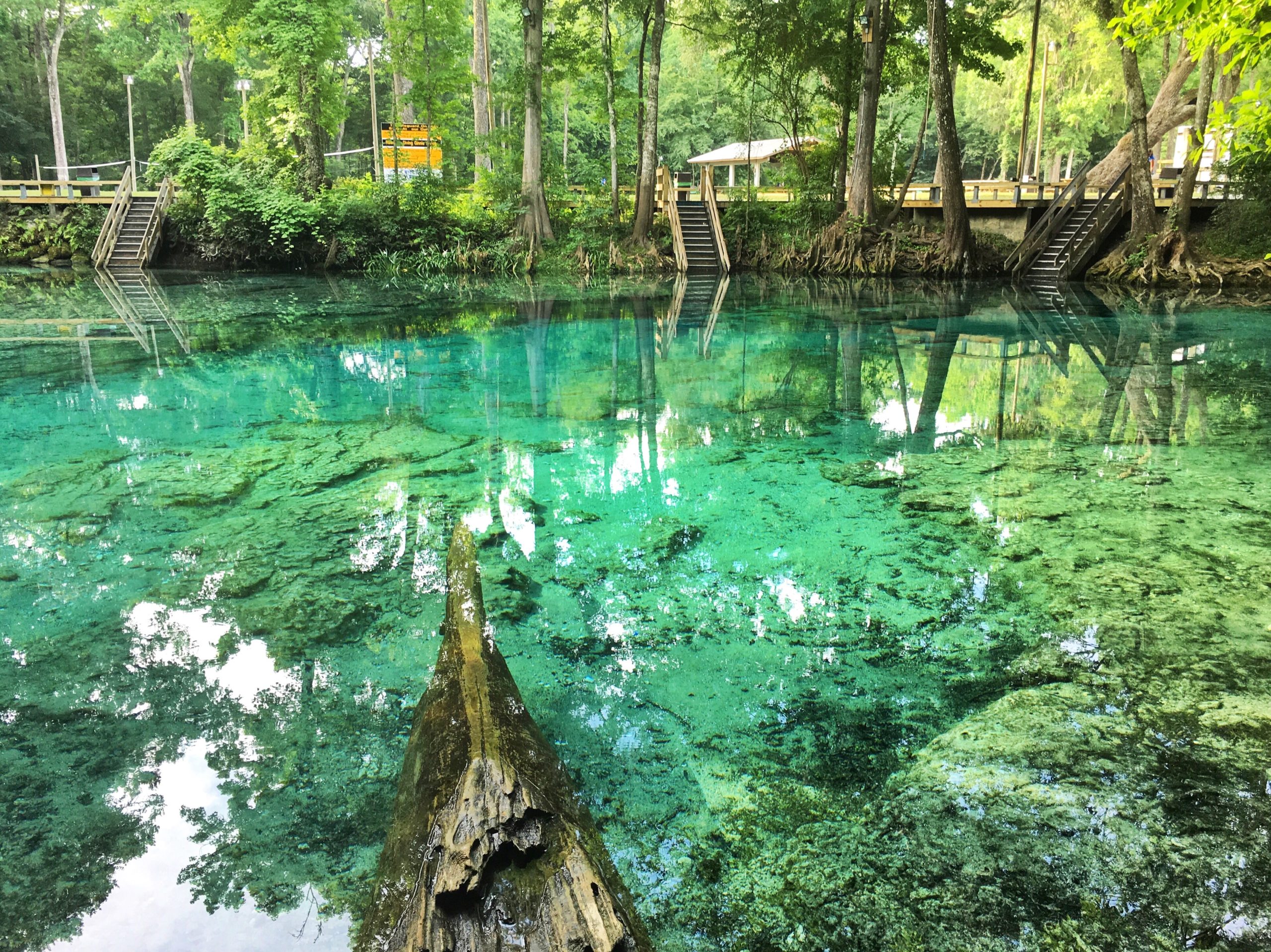 photo of the ginnie springs which is one of the florida springs with the most clear water