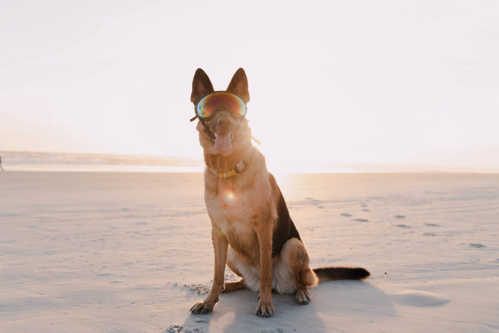 picture of a german shepherd sitting on the beach at crecent beach in saint augustine fl  in the photo the dog is wearing sunglasses and sitting like a good girl. 