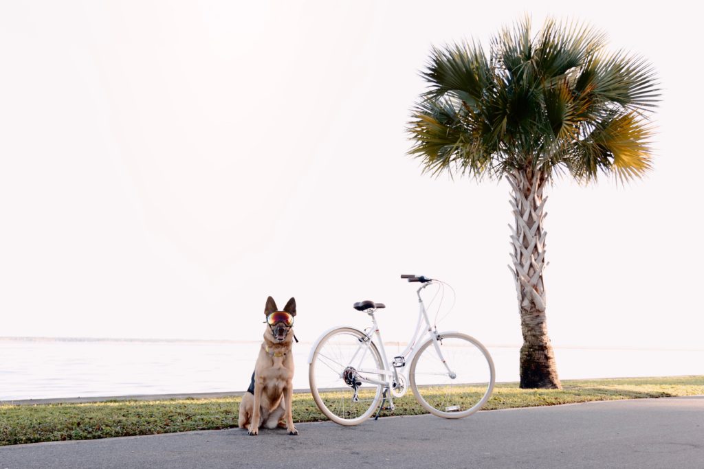 picture of a dog sitting like a good girl with the beach in the background. in the photo, the dog is sitting next to a c7 bike from public bikes. the bike is a cream color that effortlessly blends with the neutral textures of the beach at saint augustine fl and in the photo there is a palm tree to the right of the dog and the bike